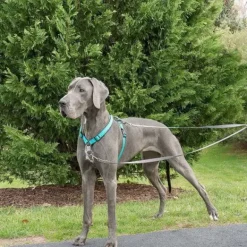 PetSafe Anti-Traction Pour Chien