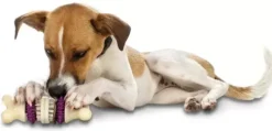 PetSafe Busy Buddy® Bristle Bone®