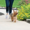 PetSafe Cl Ture Anti-Fugue Sans Fil Stay & Play® Avec Collier Piles Rempla Ables