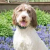 PetSafe Collier Anti-Aboiement