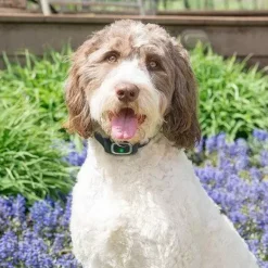 PetSafe Collier Anti-Aboiement