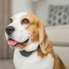 PetSafe Collier Anti-Aboiement Signal Sonore