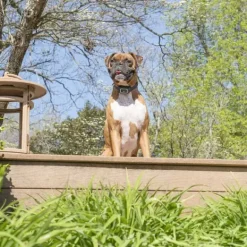 PetSafe Collier Anti-Aboiements Jet
