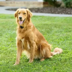 PetSafe Collier-R Cepteur Suppl Mentaire Add-A-Dog® Piles Rempla Able Pour Syst Me Anti-Fugue Sans Fil Stay & Play®