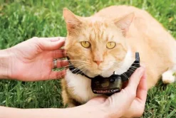 PetSafe Collier-R Cepteur Suppl Mentaire Pour Cl Ture Anti-Fugue De Luxe Avec Fil Pour Chats In-Ground Cat Fence
