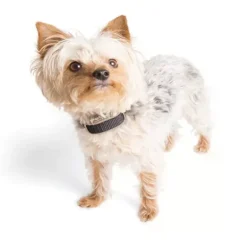 PetSafe Collier-R Cepteur Suppl Mentaire Pawz Away®
