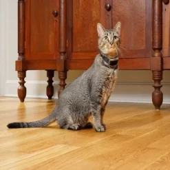 PetSafe Collier-R Cepteur Suppl Mentaire Pawz Away®