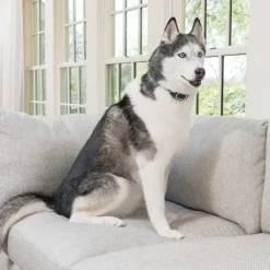 PetSafe Contrôle Des Aboiements Rechargeable
