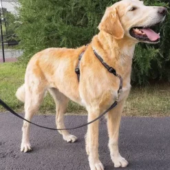 PetSafe Dispositif De Retenue Et Harnais 3 In 1