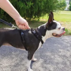 PetSafe Dispositif De Retenue Et Harnais 3 In 1