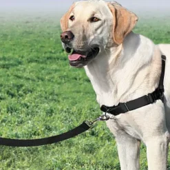 PetSafe Harnais Easy Walk®