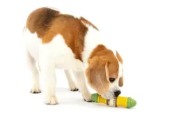 PetSafe Jouet Friandises Cravin' Corncob Pour Chien
