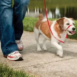 PetSafe Licol Easy Walk®