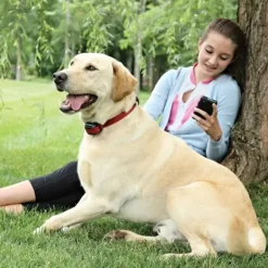 PetSafe Syst Me Anti-Fugue Sans Fil Stay & Play® Pour Chiens T Tus