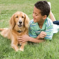 PetSafe Syst Me De Cl Ture Anti-Fugue Avec Fil In-Ground Fence