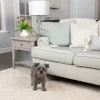 PetSafe Tapis D'Entra Nement D'Int Rieur Scatmat